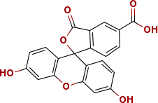 5-羧基熒光素
